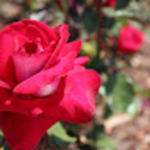 Meet your Posher, Kj